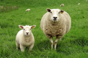 養羊如何增加出欄率