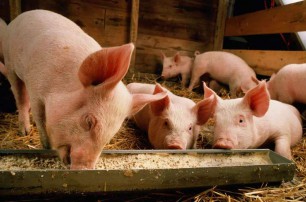 豬顆粒料粒度大小對其生產性能的影響